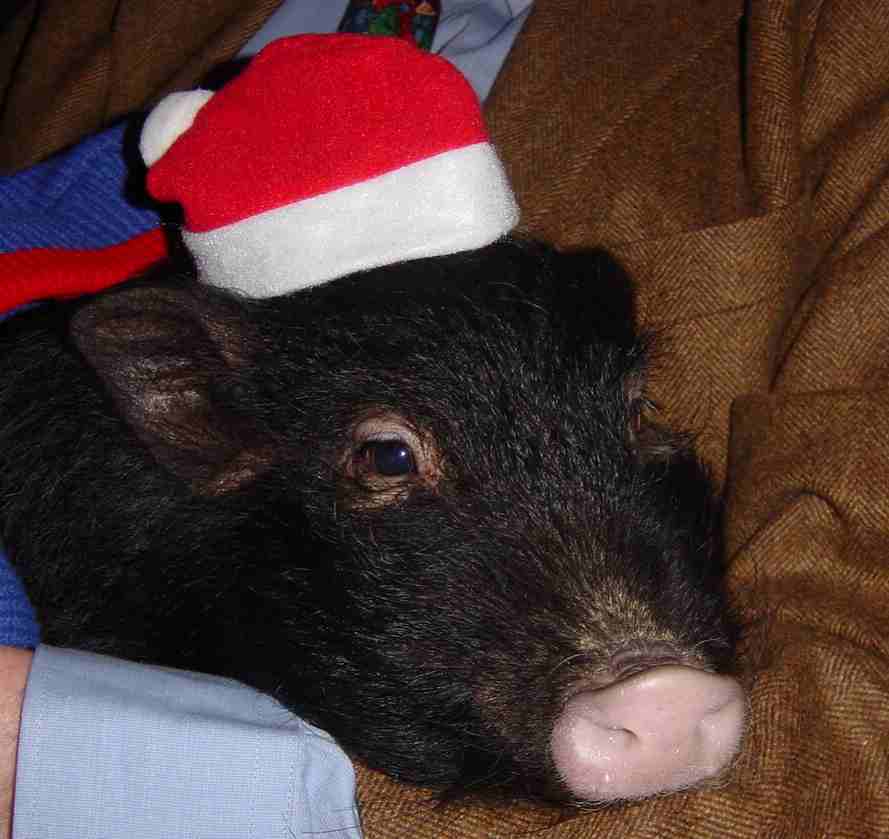 Minischwein an Weihnachten